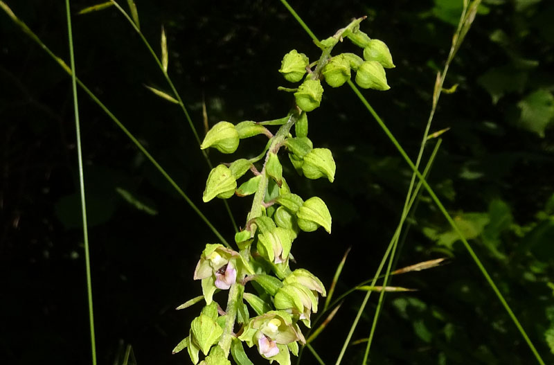 Epipactis helleborine.......da Sopramonte (TN)